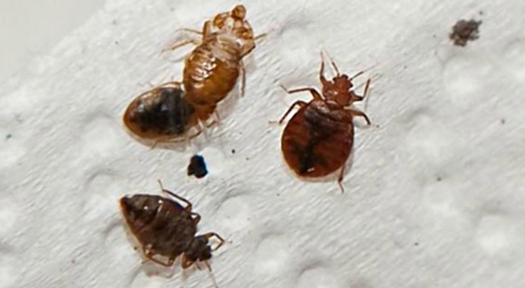 Bed Bug Extermination ABC Pest Control & Wildlife, Inc.