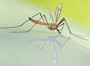 mosquitoesonalog41